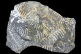 Fossil Seed Fern (Alethopteris & Neuropteris) Plate -Pennsylvania #168384-2